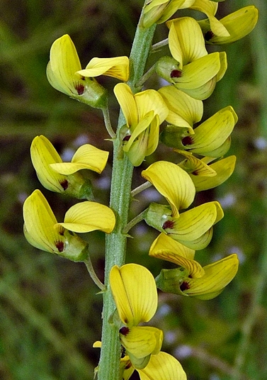 {Crotalaria lanceolata}